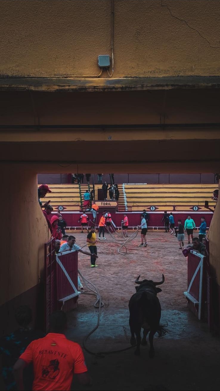 Bull charging